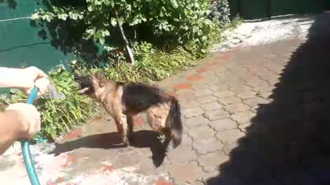 German shepherd playing with water