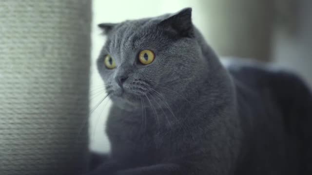 Cutest black cat