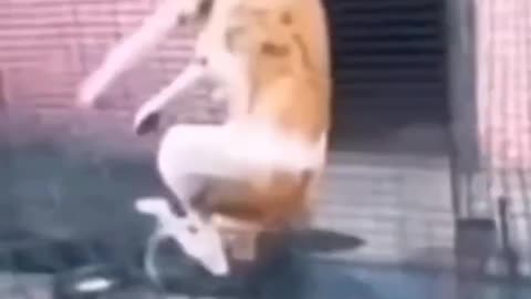 😅😅funny😅😅