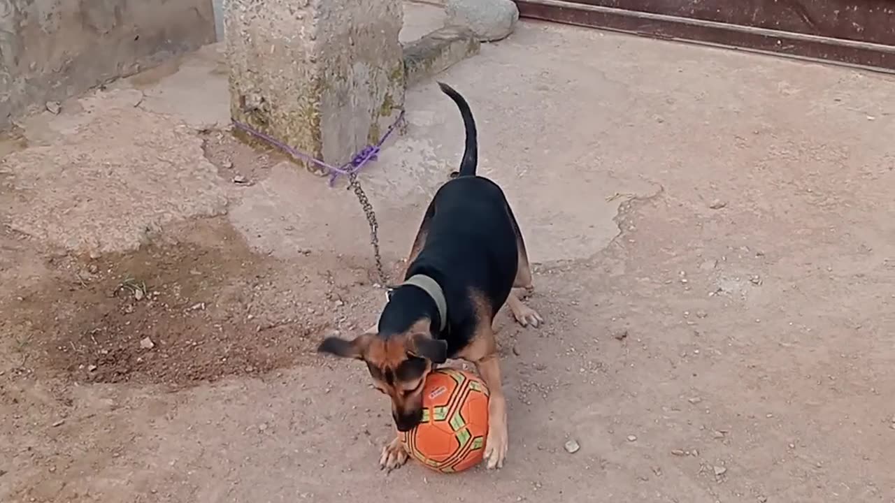 The Female Dog Soccer Player,Molly