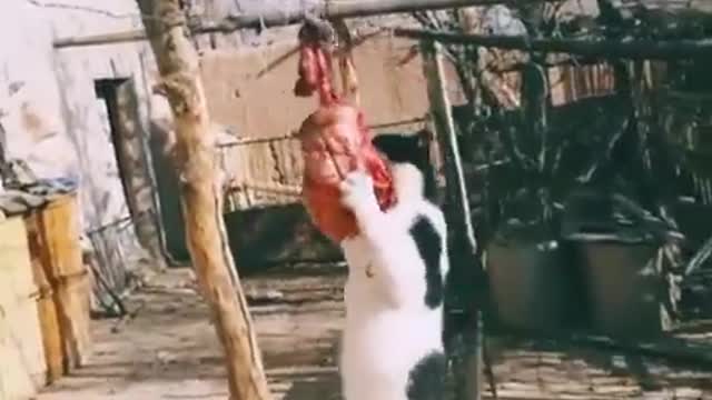 60.You laugh, You lose 😂 Funniest Animals 😂 Part 5