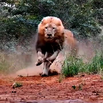 Tiger #shorts Collection in 4K /8K ULTRA HD / 8K TV (Viral)