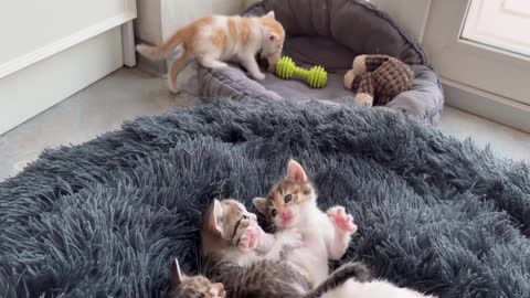 6 You Definitely Laugh； I Believe In ItFunny Animal Videos ； Funniest Cats And Dogs Videos ：😇😇😇😇 #