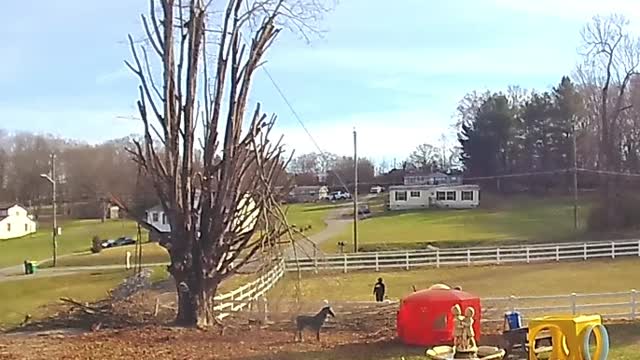 Tree Trimming Fail Sends People Flying