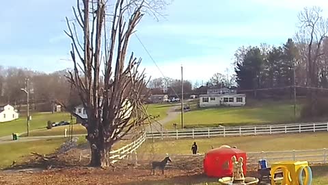 Tree Trimming Fail Sends People Flying