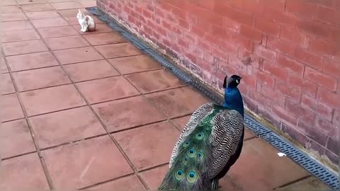 Peacock Vs Cats Compilation