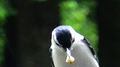 Chirping Sparrow and Nuthatch