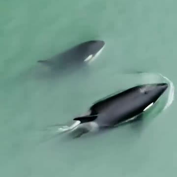 Orca Life Beyond Captivity 🐳. #FrozenPlanet2