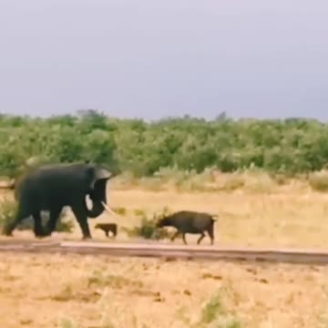 "Tiny Hero: The Buffalo Calf's Brave Battle Against the Elephant to Protect Mom"