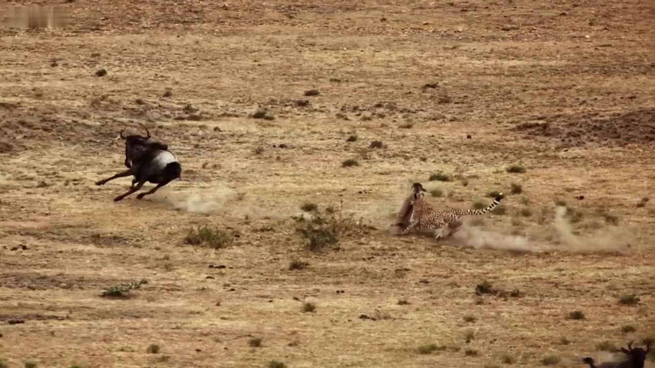 Cheetah chases wildebeest