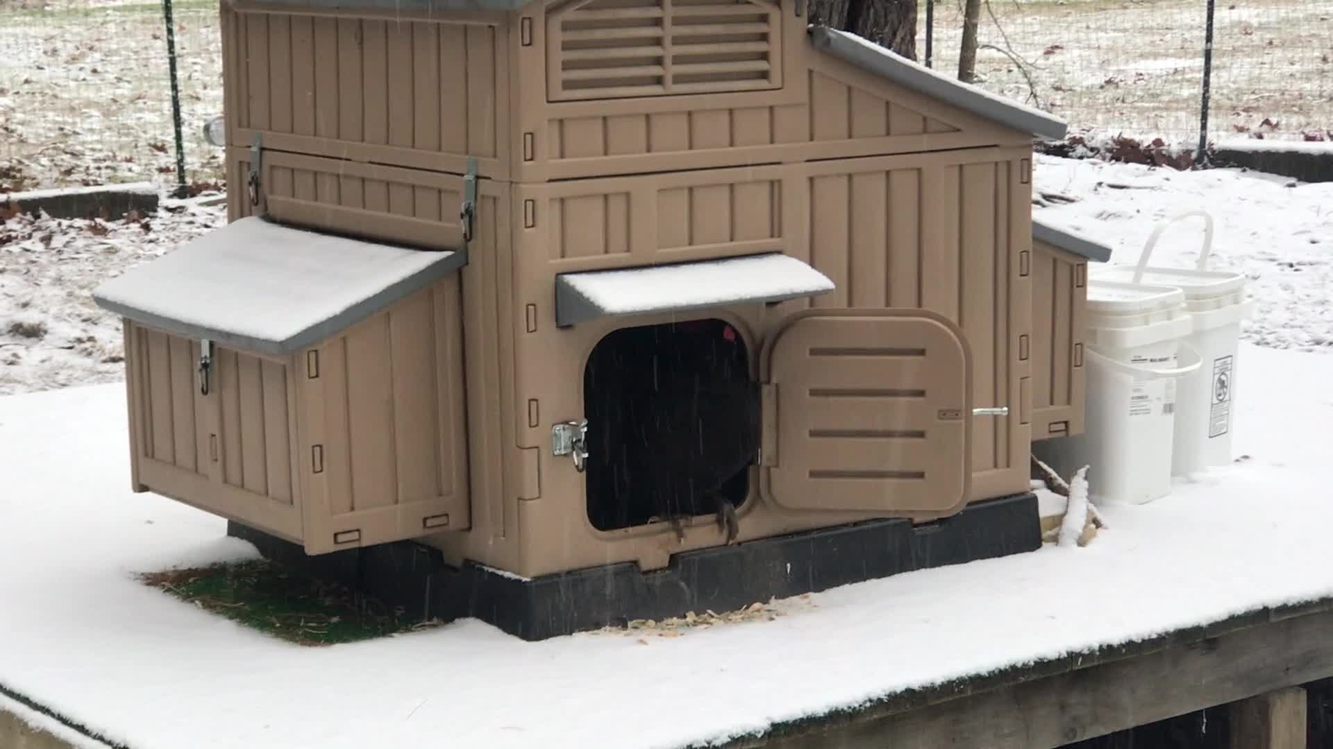 Our Flocks (Chickens) First Look at Snow!