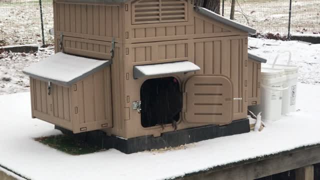 Our Flock's (Chickens) First Look at Snow!