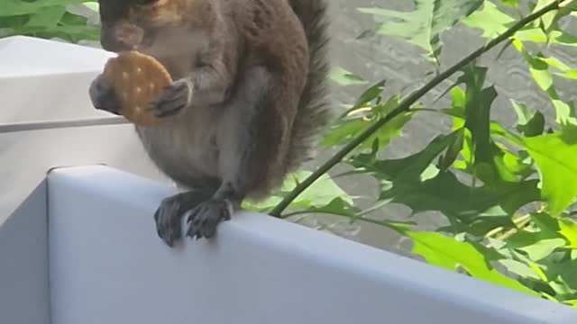 Squirrel eats ritz