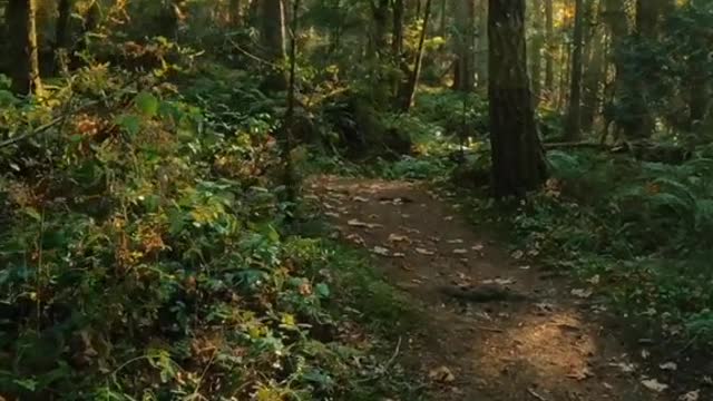 Beacon of Light - ACFL- Fidalgo Island - Lots of trails in Anacortes Community Forest Land