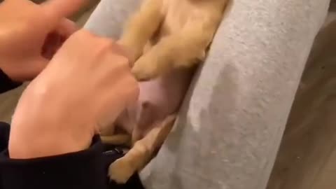 cute and funny dogs video