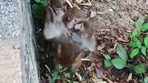 🐒🐒🐒 tree climber