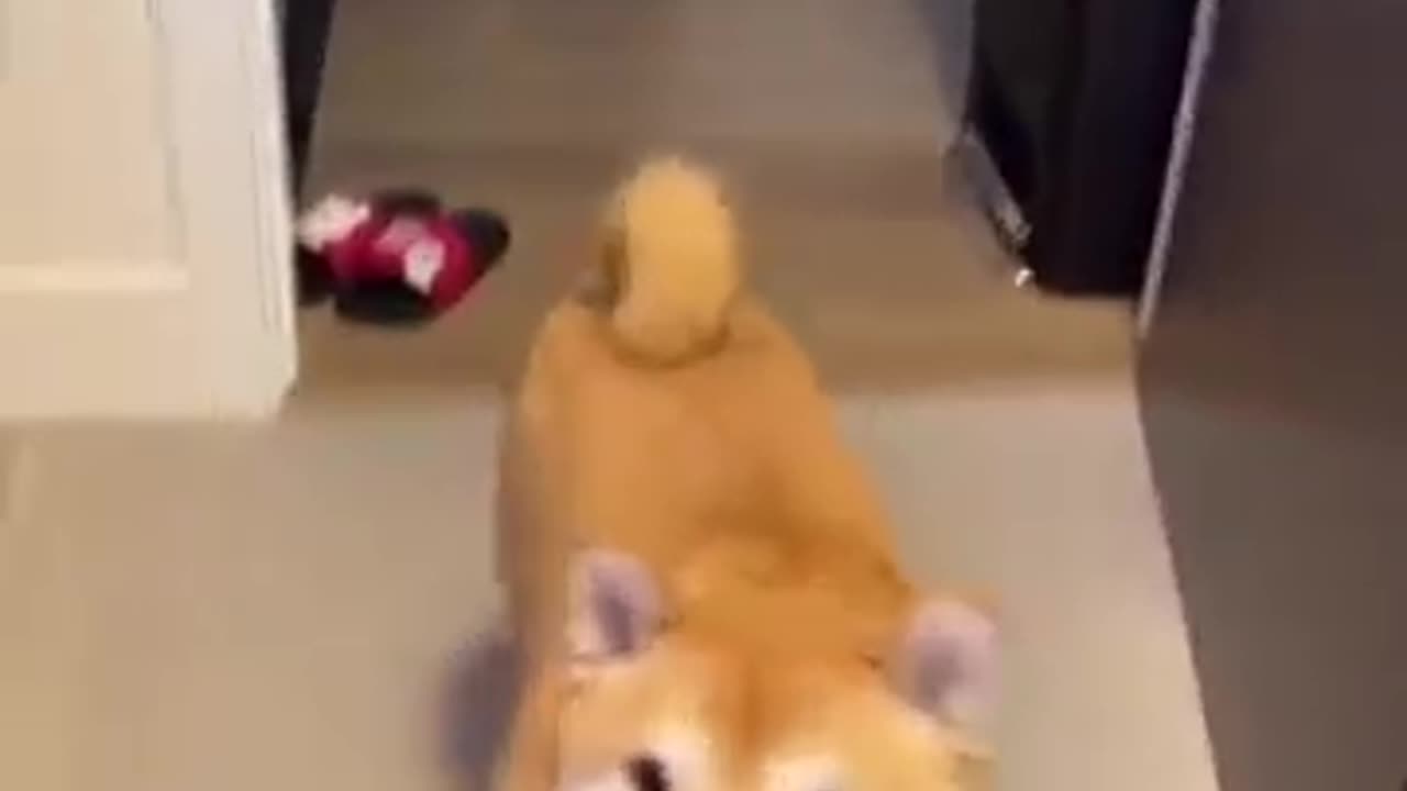 Shiba Get's fed Cute