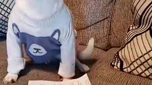 🤣 Funniest 🐶 Dogs - Awesome Funny Pet Animals Videos 😇 #short