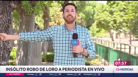 Papagaio rouba, ao vivo, fone de ouvido de repórter de TV no Chile