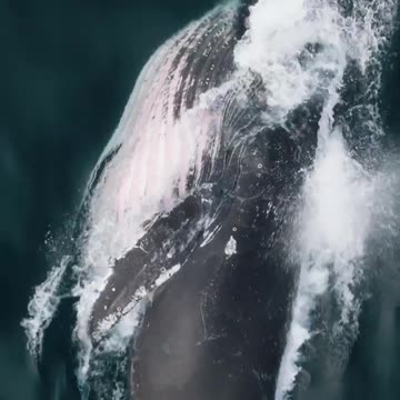 Do whales drink the water they swim in?