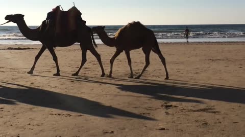 Beautiful Beach of Asilah Morocco