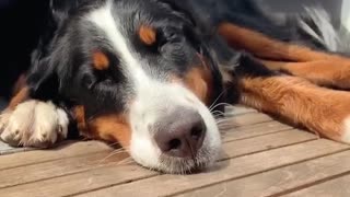 Cute pup enjoys a nap on a windy day