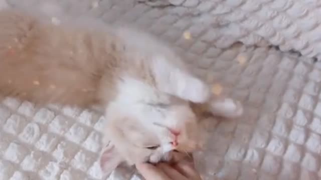 Cute kitten