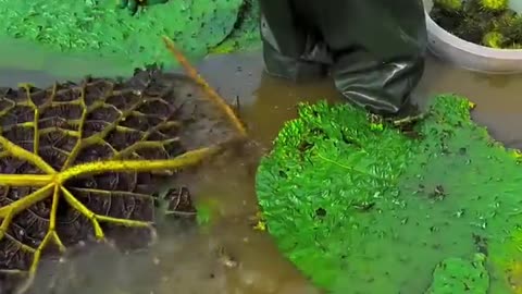 Beautiful natural Gorgon harvesting and rural life