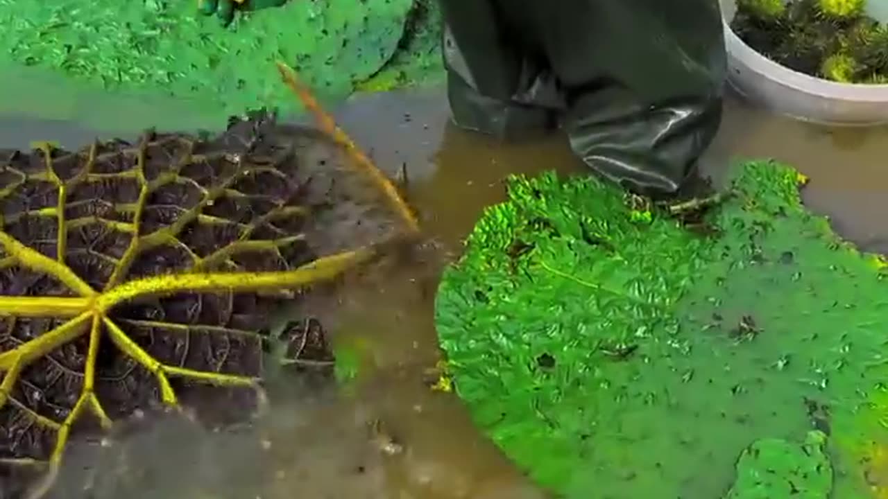 Beautiful natural Gorgon harvesting and rural life