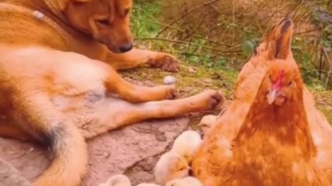 Best Funny dogs HD videos | we love dogs - 67