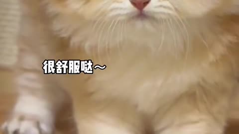 Cute 😺🐈