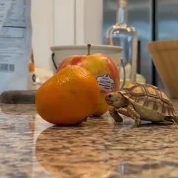 A baby turtle trying to eat orange
