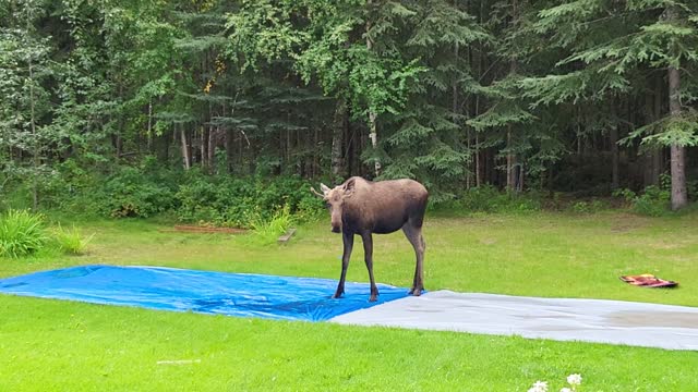 Moose Plays on Slip 'N Slide