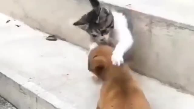 Cat and Dog