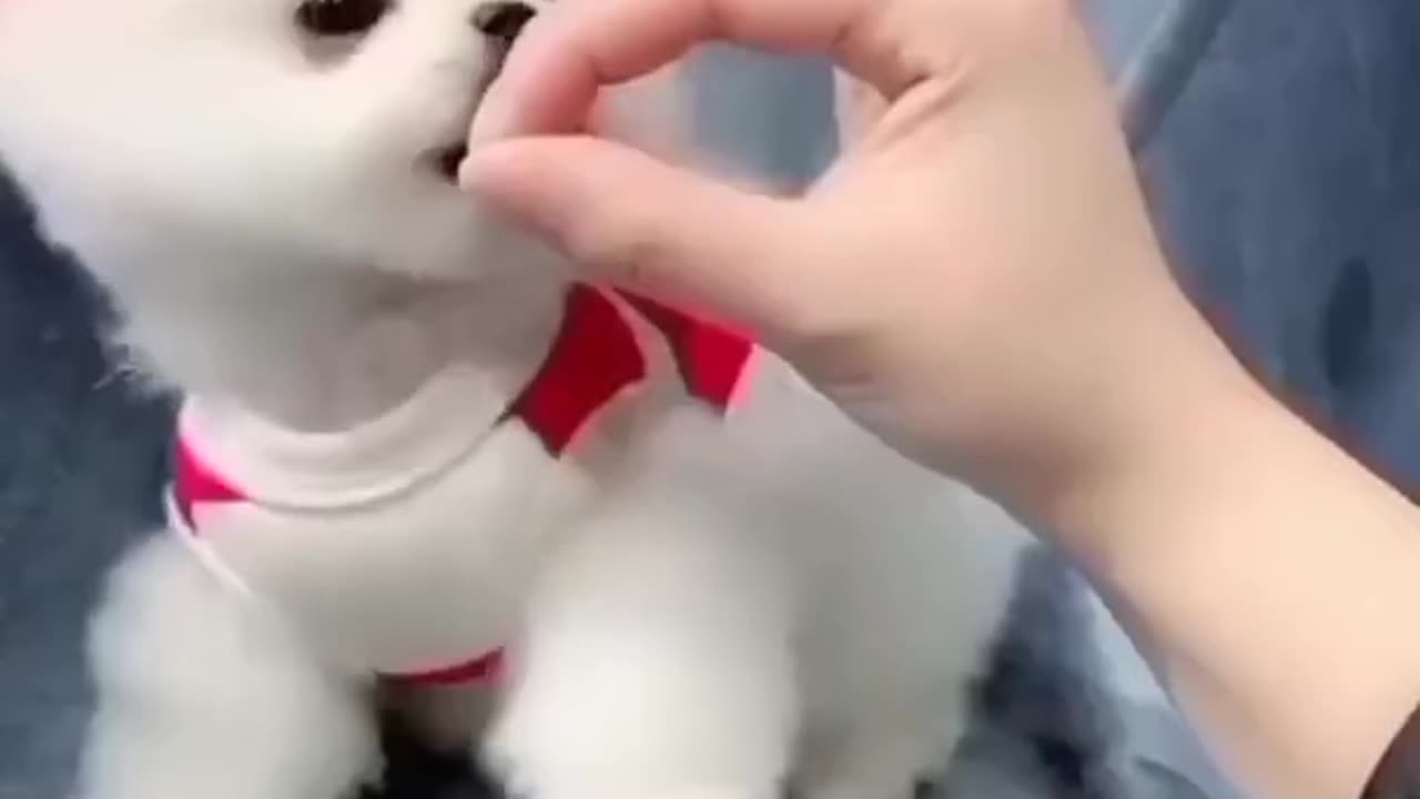 Cute puppy, adorable and lovely