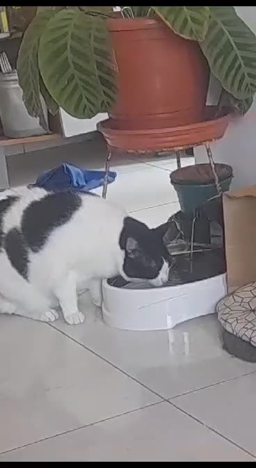 Babii drink a watter