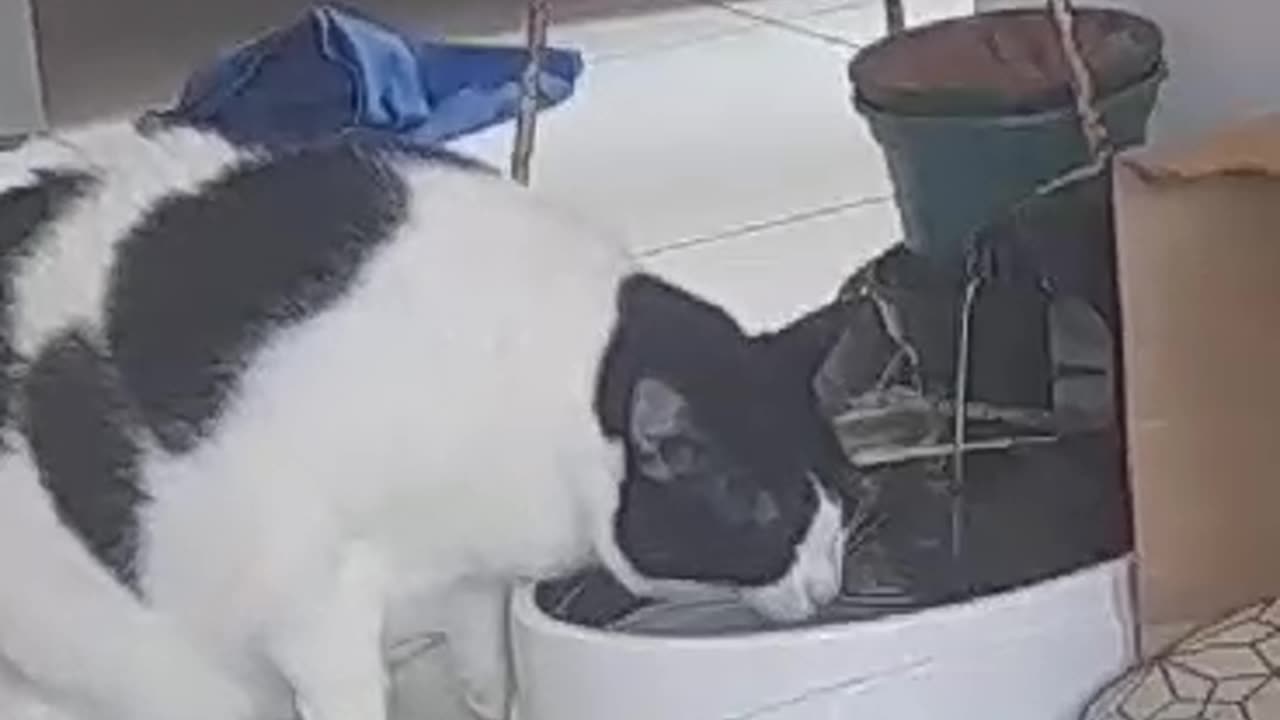 Babii drink a watter