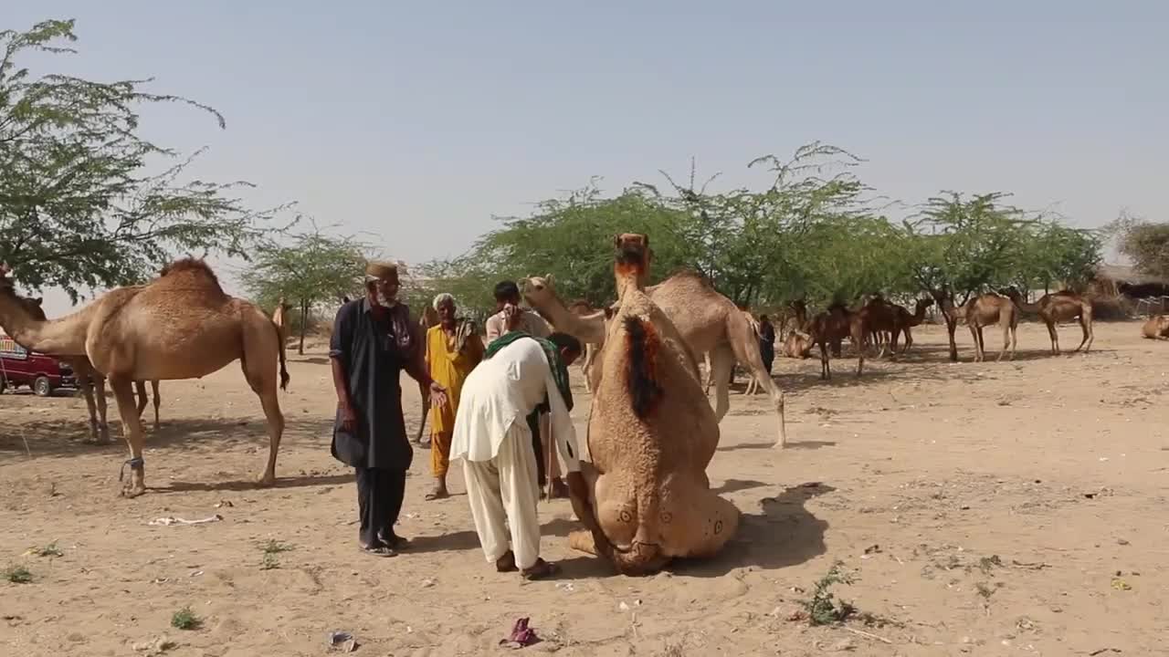 Dog style camel mating