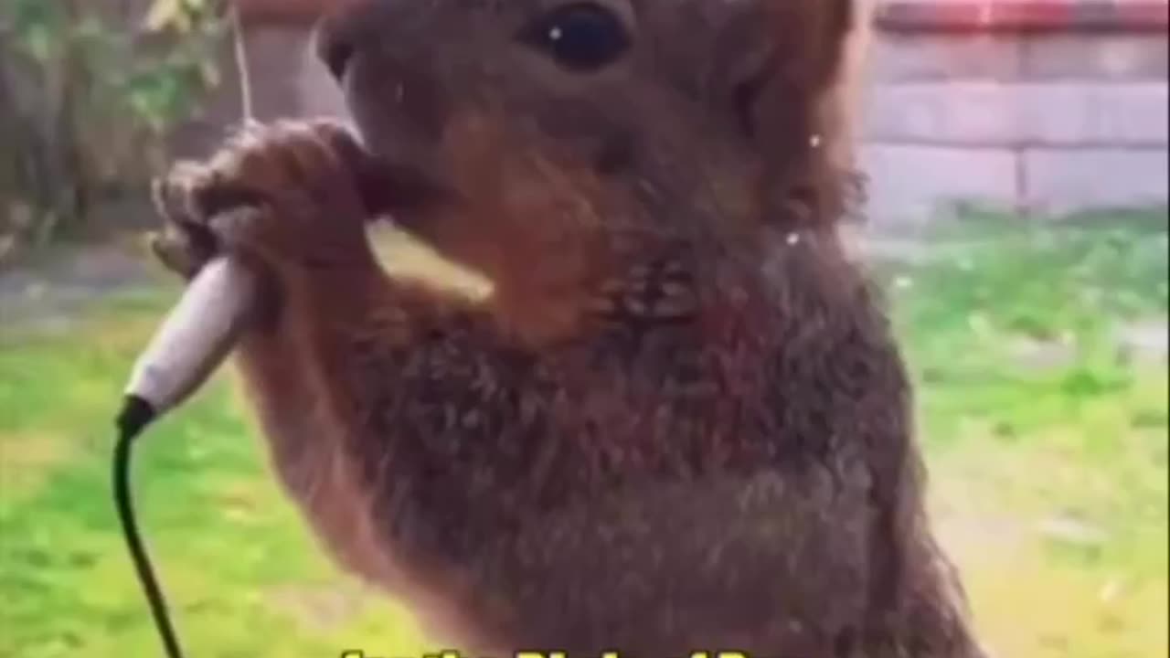 Squirrel singer🤣 funny singara 🤣