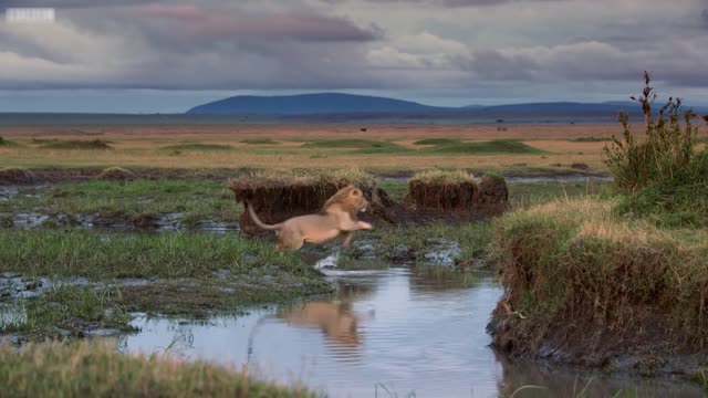 What happens when a lonely lion meets a pack of hyenas?