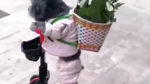 Cute little dog riding a bike