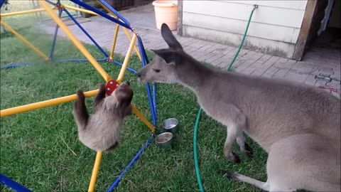 FUNNIEST and CUTEST sloth videos.