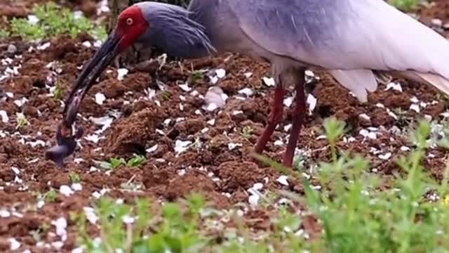 Crested ibis