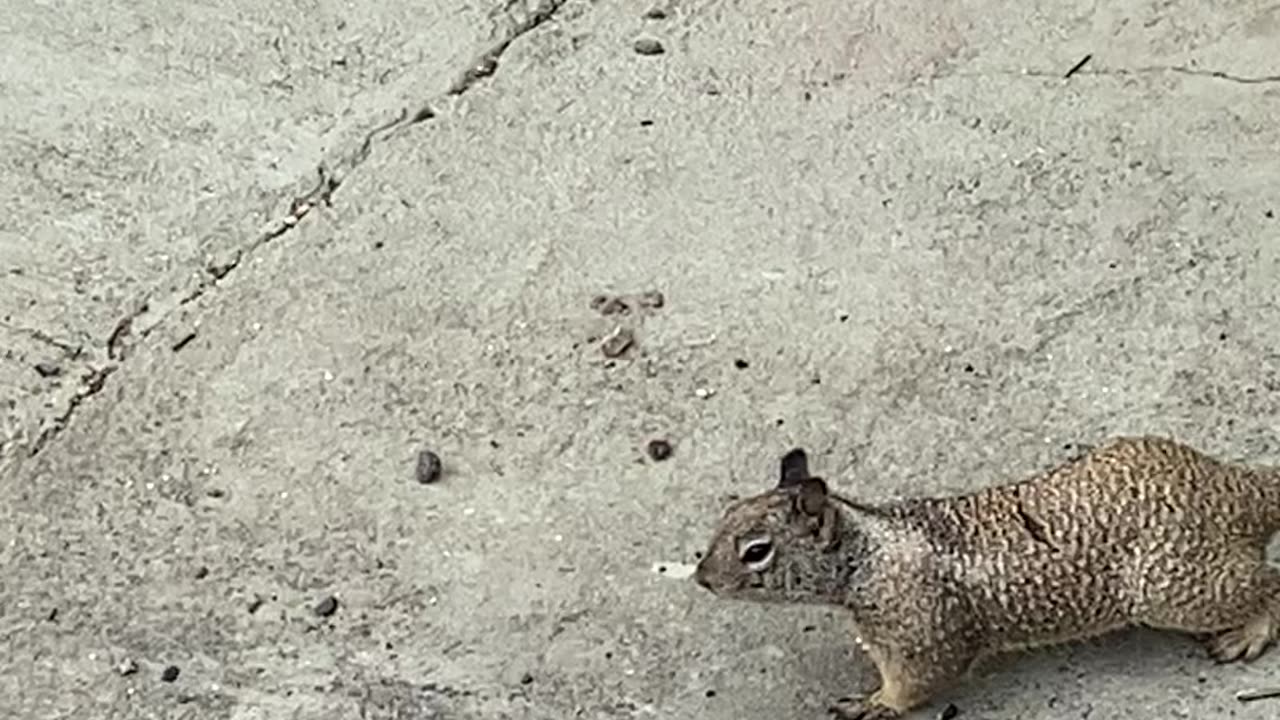 Squirrel Eats The Bird Seed #subscribe #shorts #squirrel #animals #subscribetomychannel 🐿️