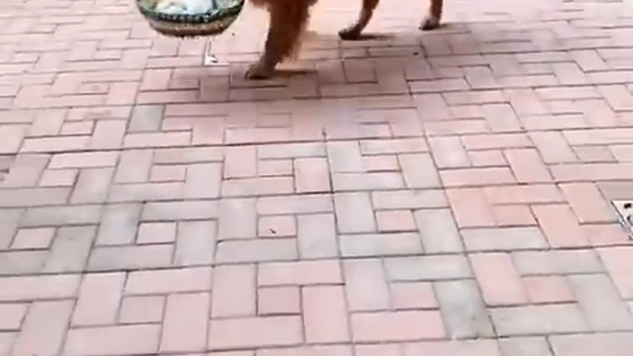 Dogs know right and wrong!