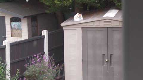 Cat Loaf On The Roof