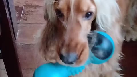 GOLDENDOG2022