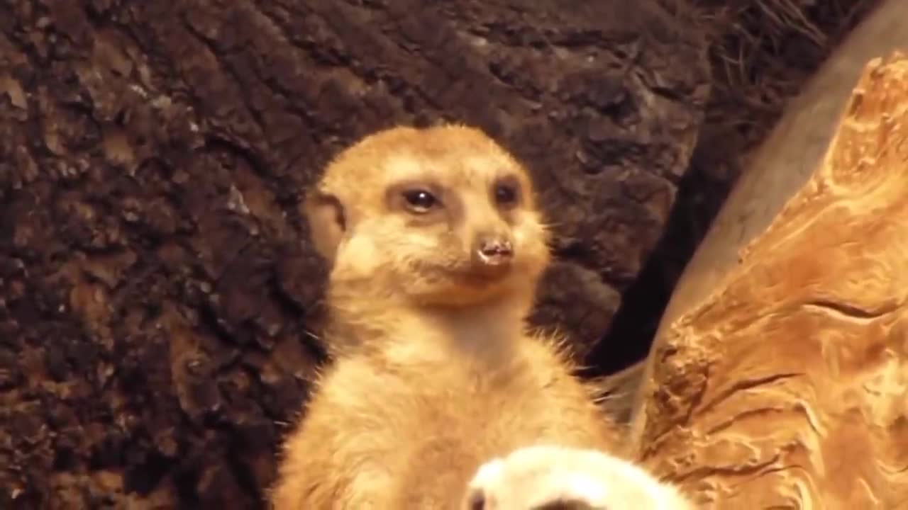 Cute Funny Animals #3