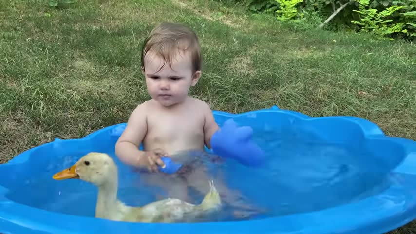 Funny Baby Reactions to Duckling in the Pool
