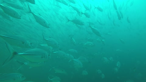 fishes underwater(sea) in thailnad